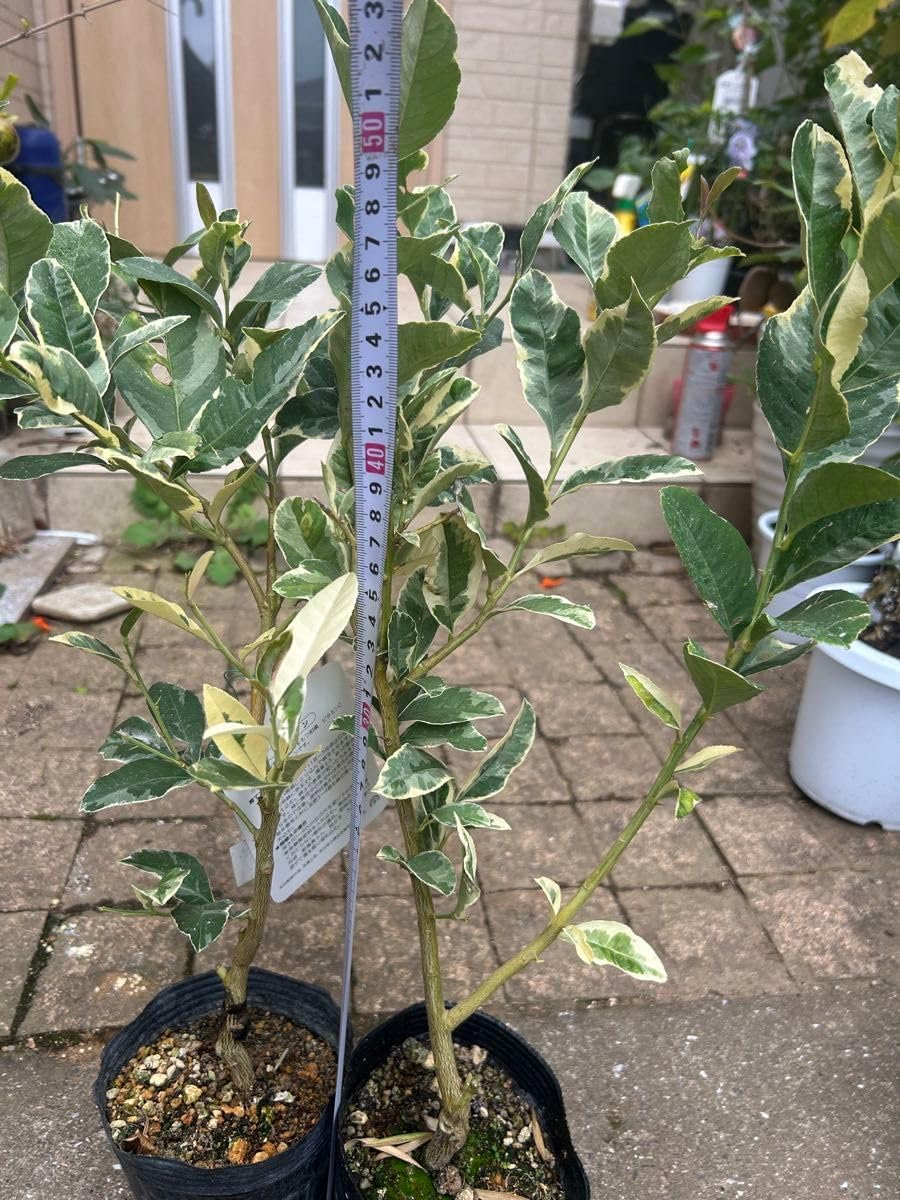 希少品種 バロウニ カロレア お得なセット！ オリーブの木